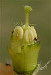  Stamens and Pistil